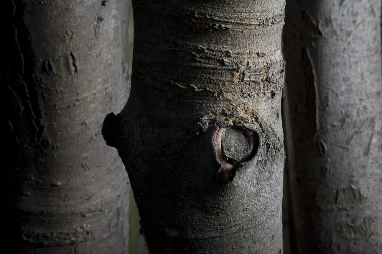 Three Trees