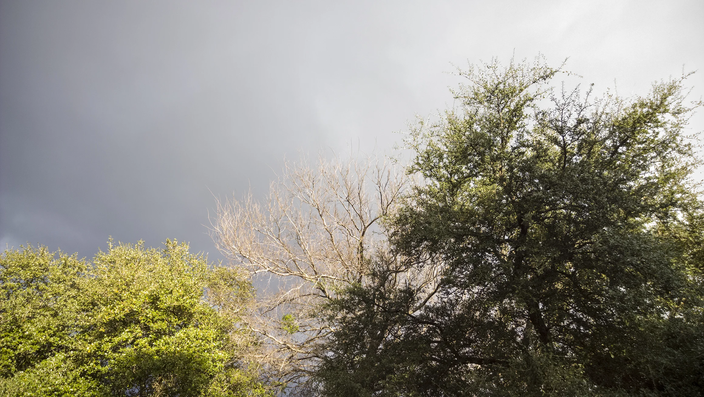Texas 2/23/2016