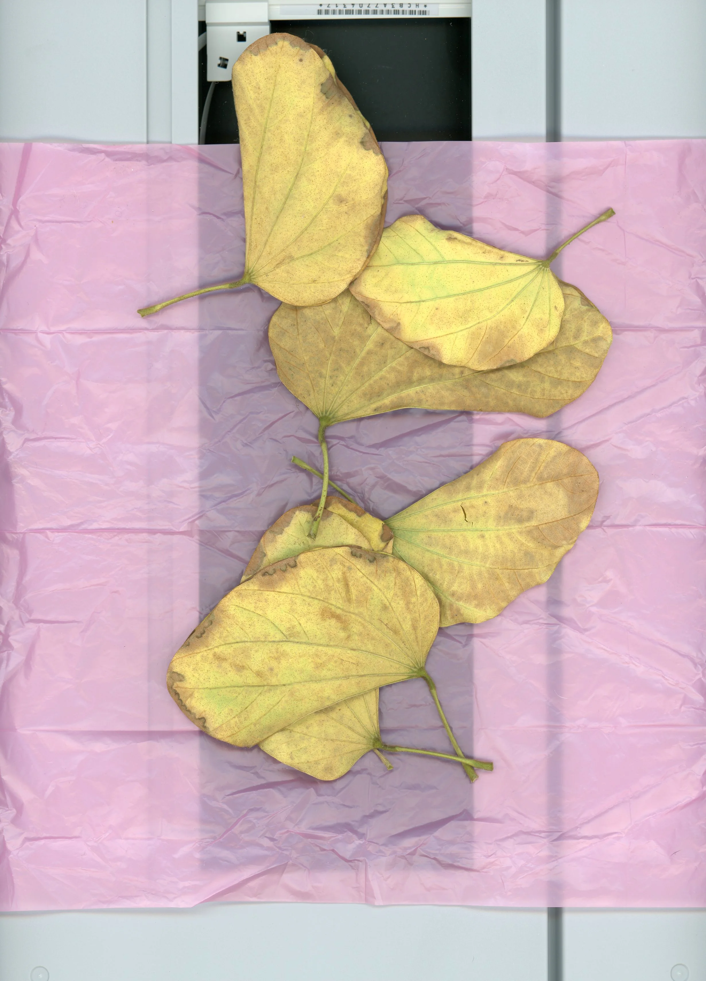 img003.JPG