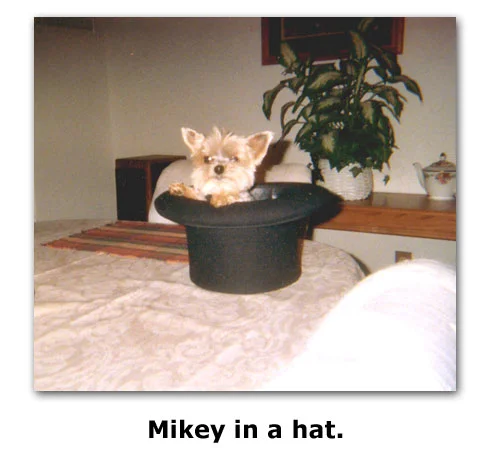 Mikey Goe, Southgate Coins most adorably tiny mascot, will be fondly remembered
