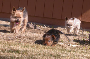 The Goes’ pups: Sonny, Mikey, and Lillie