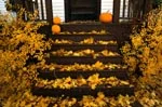 Autumn at the coin shop