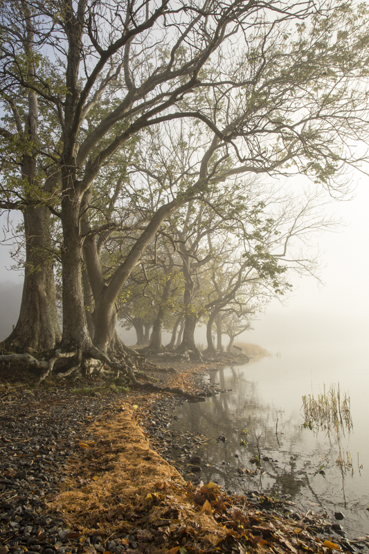 Buttermere Shoreline
