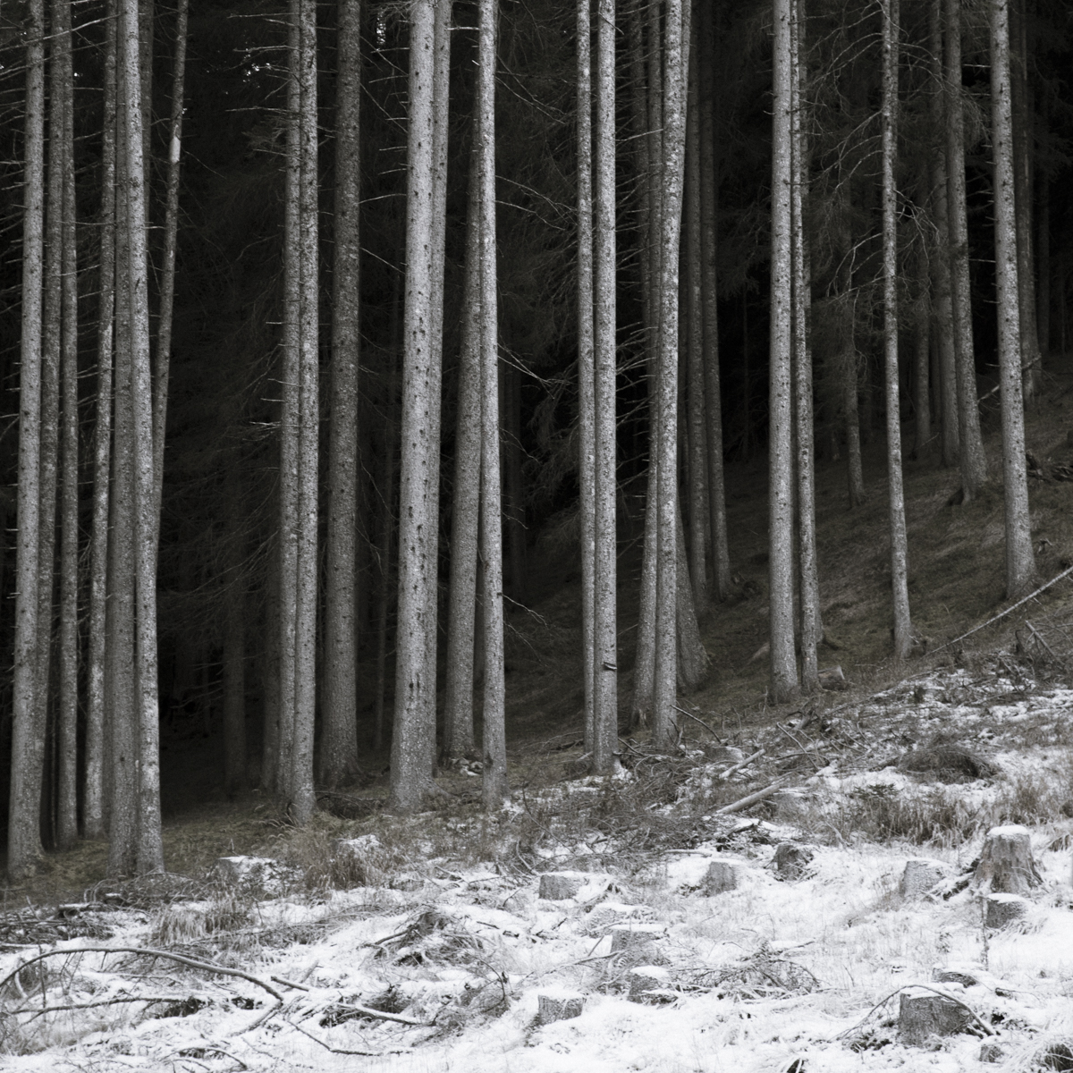 Deep in the woods a little snow remains, rarely seeing sunlight it clings to the forest floor.