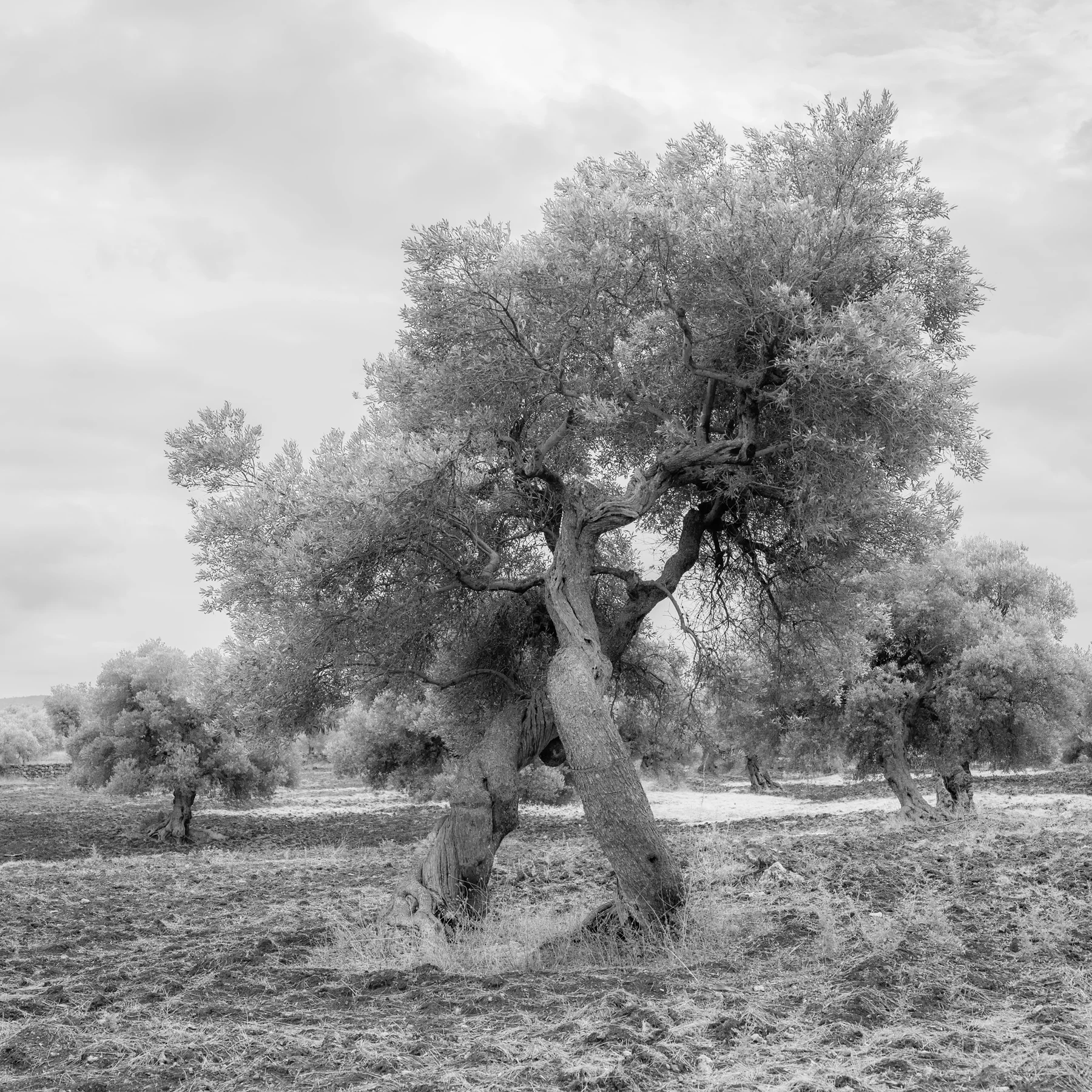 Olive Trees
