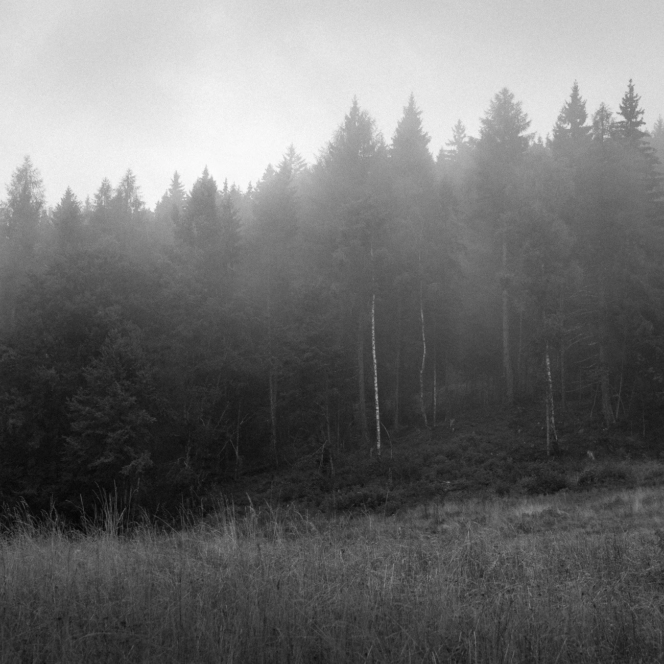 Monte-1.jpg