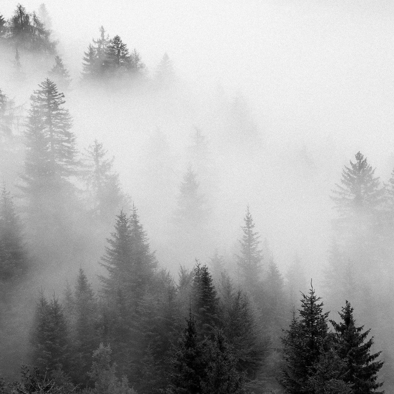 Monte-4.jpg