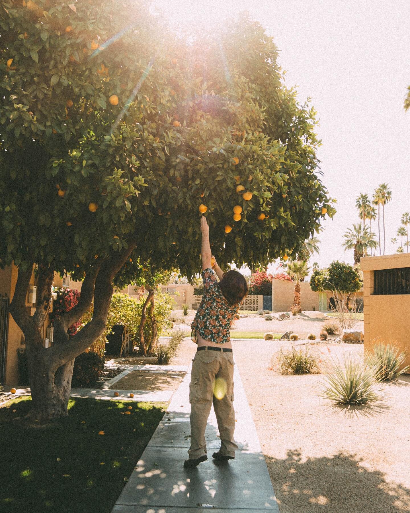 Reaching for the sweetest breakfast oranges at Geoff and Christa&rsquo;s #williamkrisel Palm Desert house.