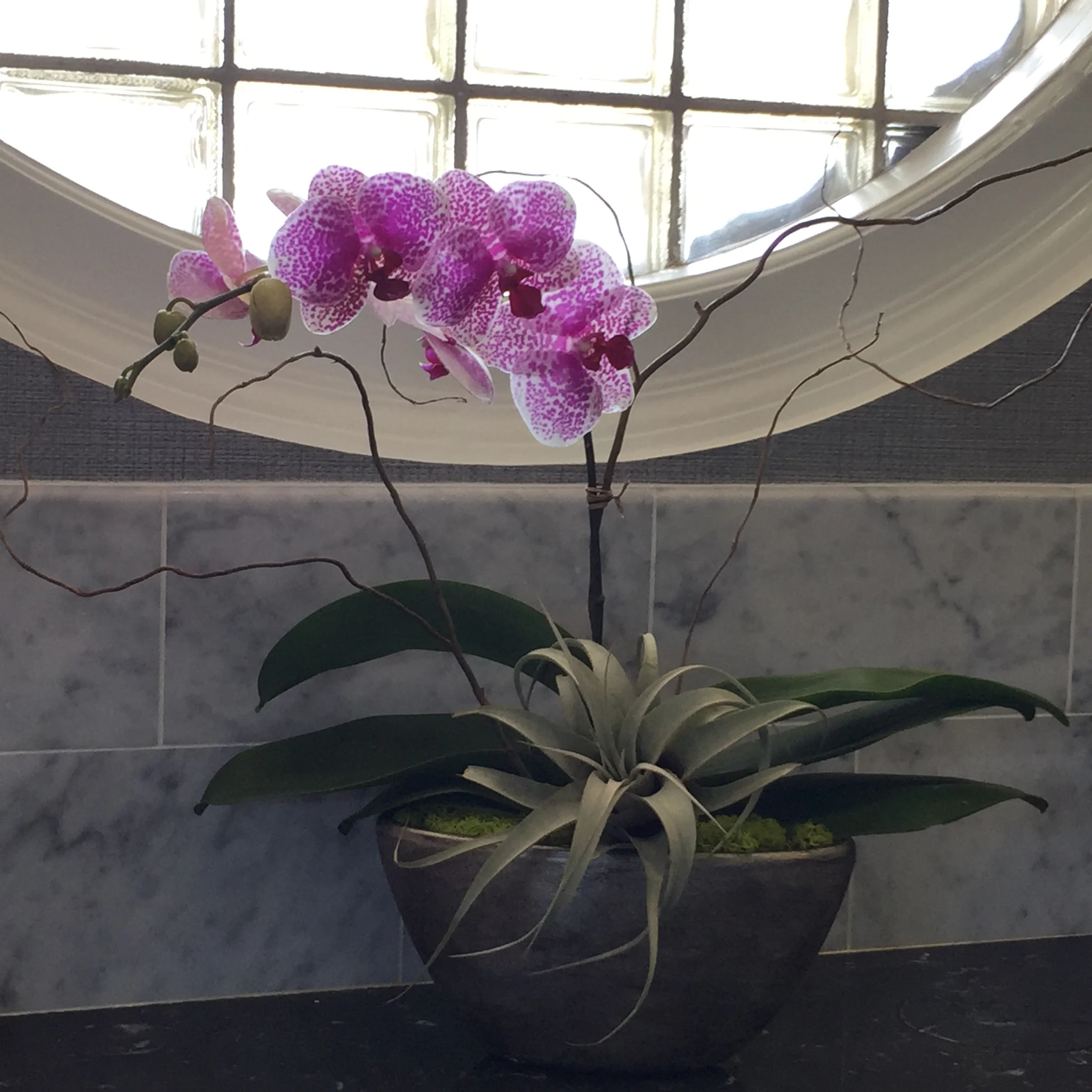 penthouse bath orchid.jpg