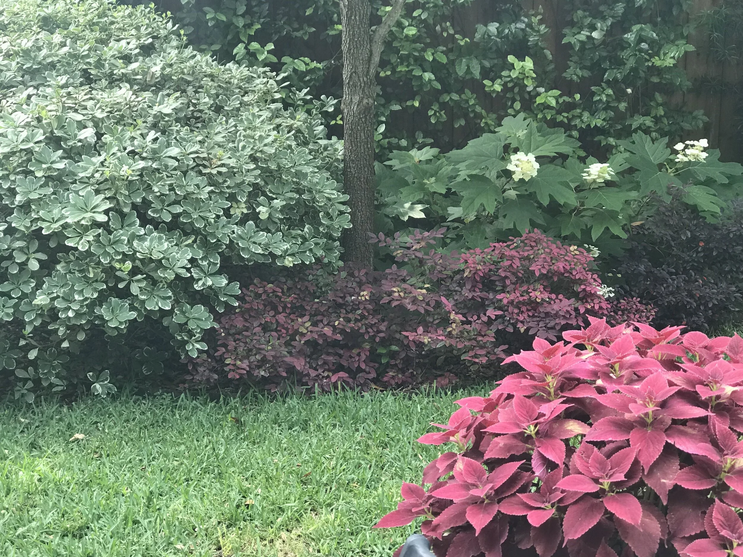Backyard.jpg