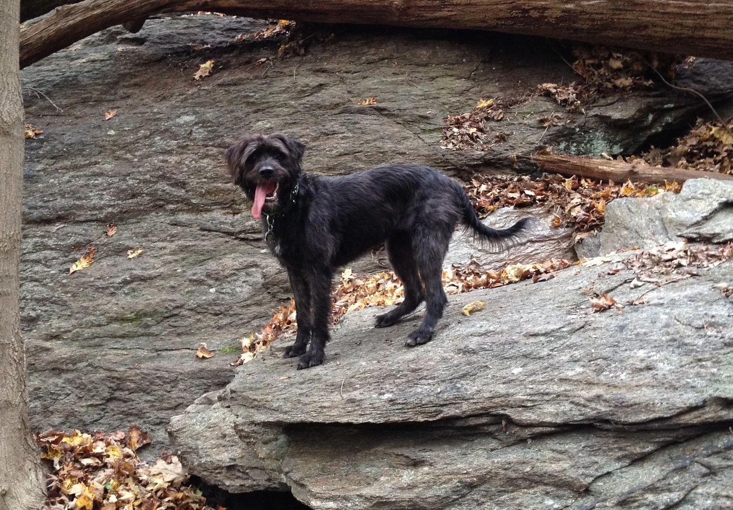 This is Heidi. See, we love dogs!
