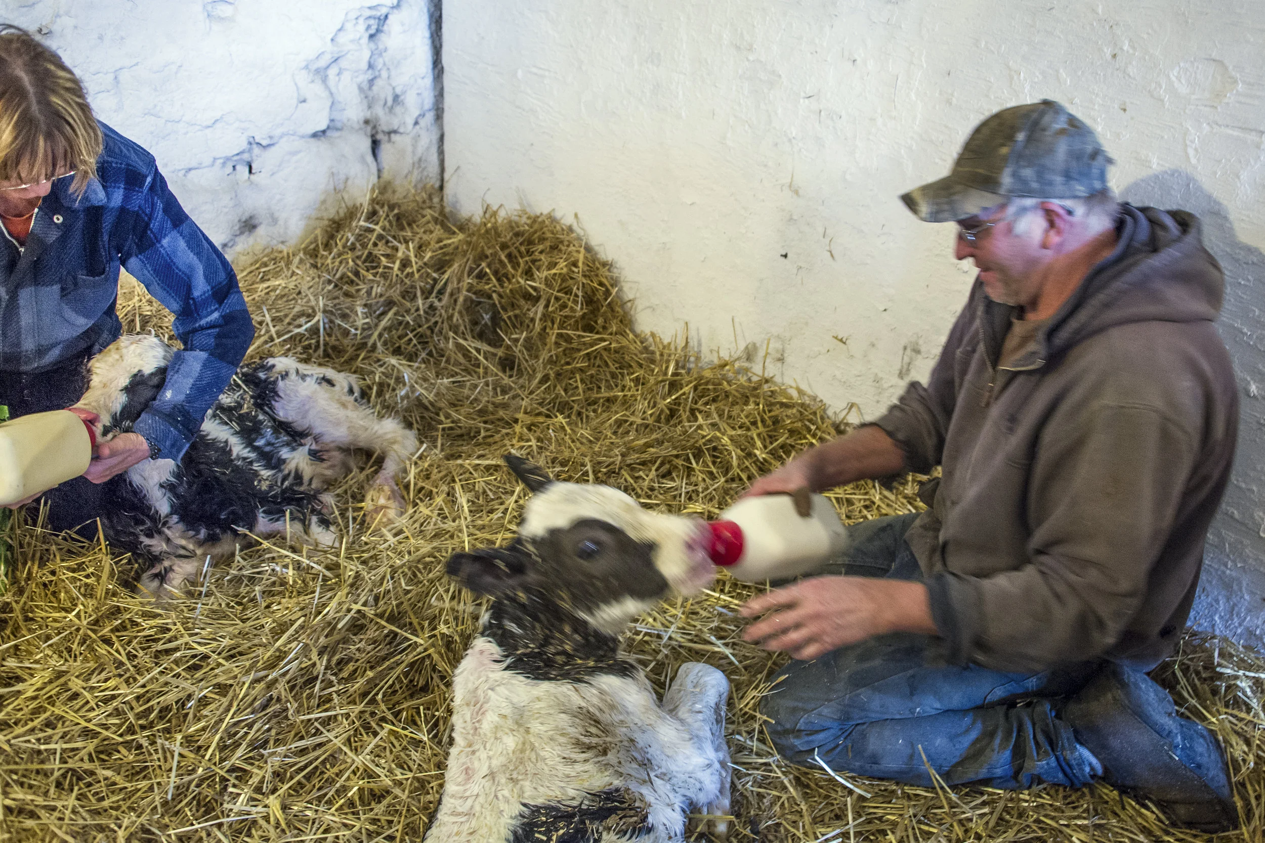 Taking care of newborn twin calves.