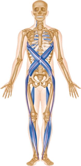 Beyond Memorization: Mastering the Spiral Line in Anatomy