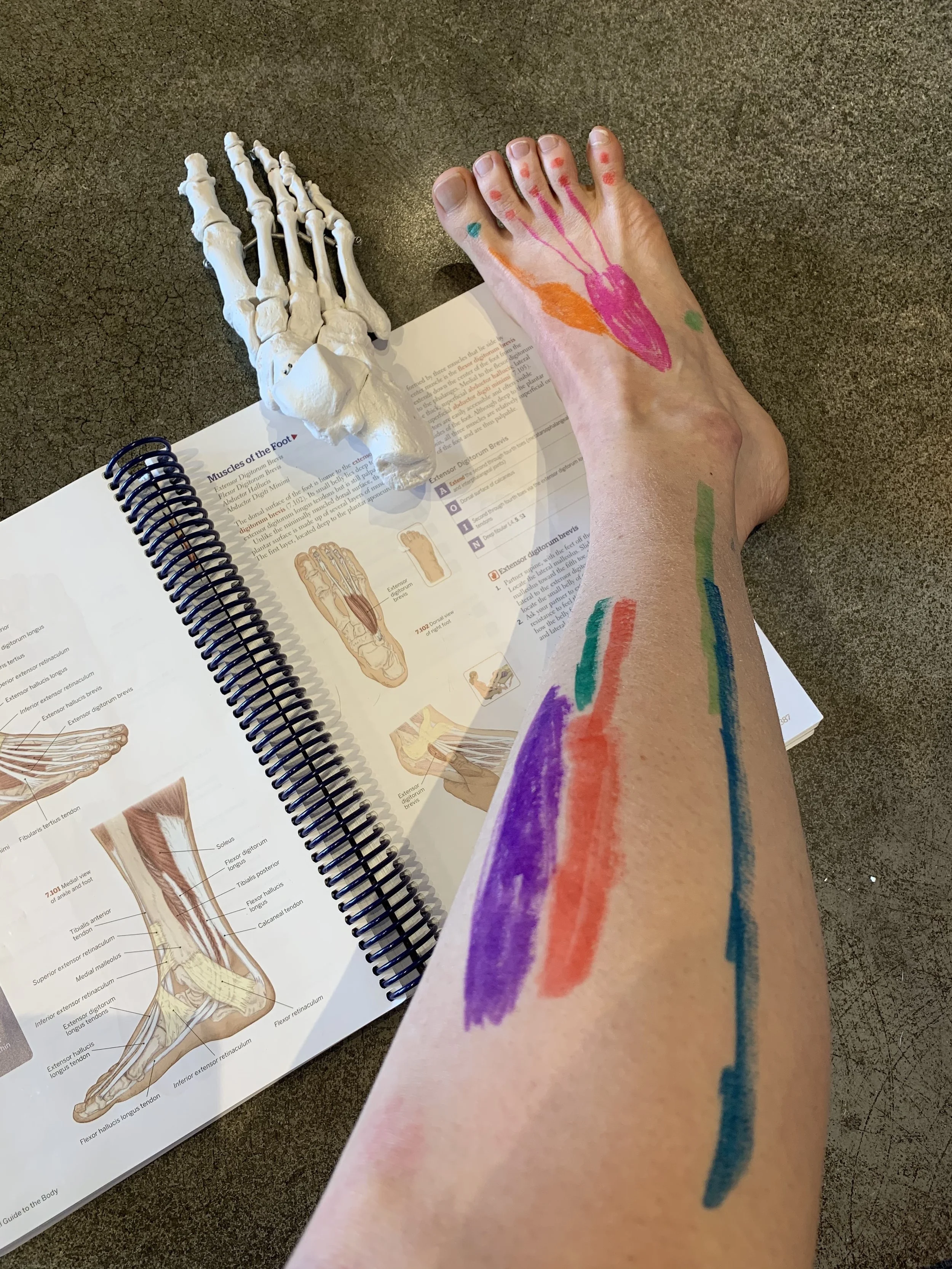 Lower leg colored.jpg