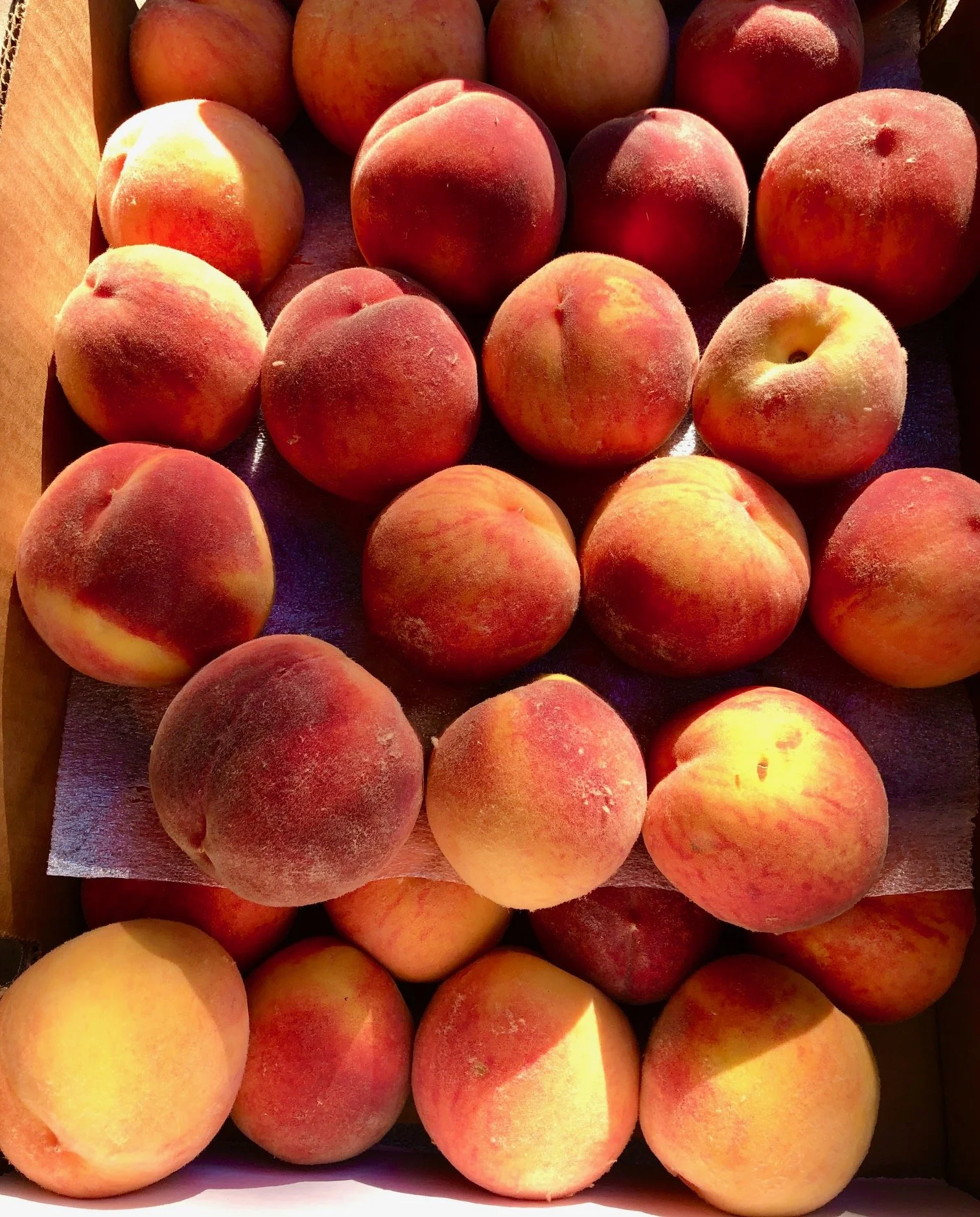 colorado peaches.jpg