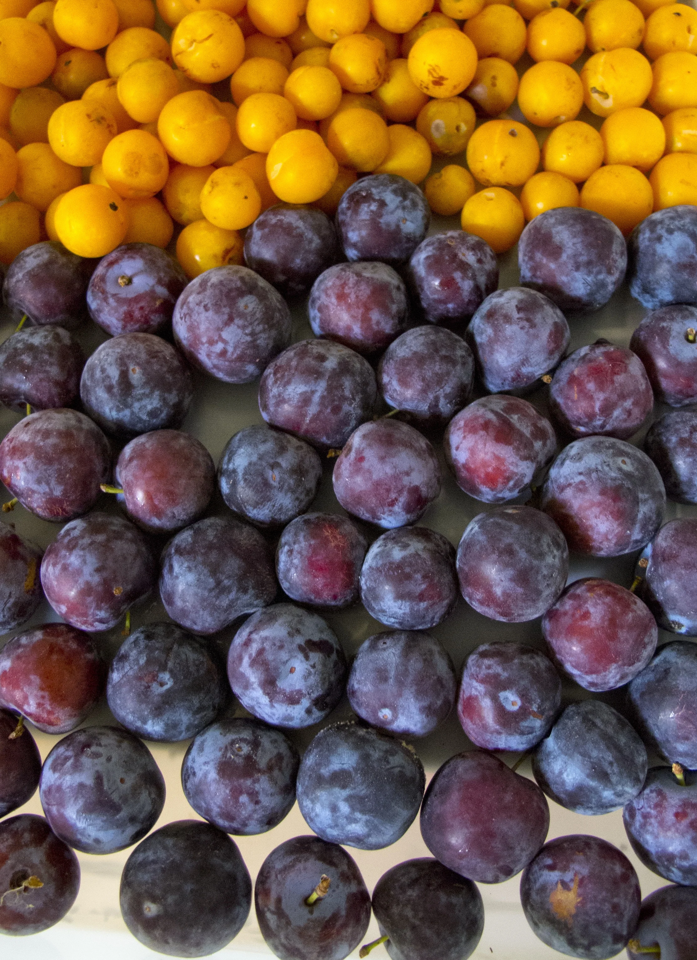 Minnesota plums!