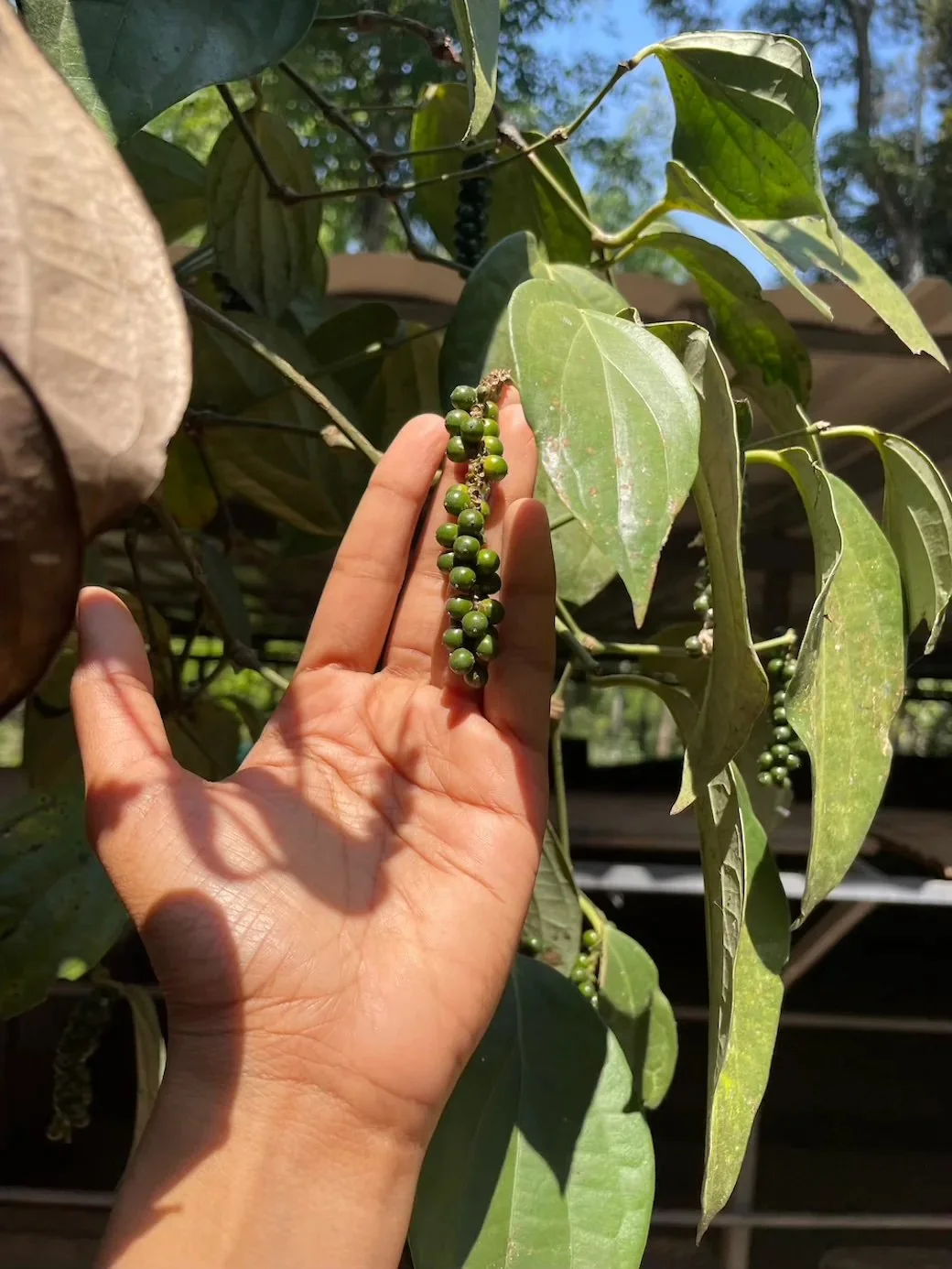 black-pepper-fresh.jpeg