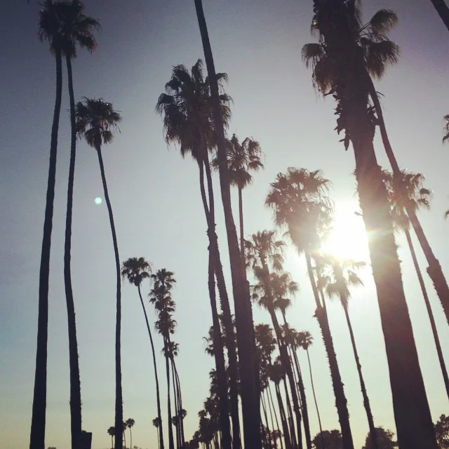 Santa Barbara Palms