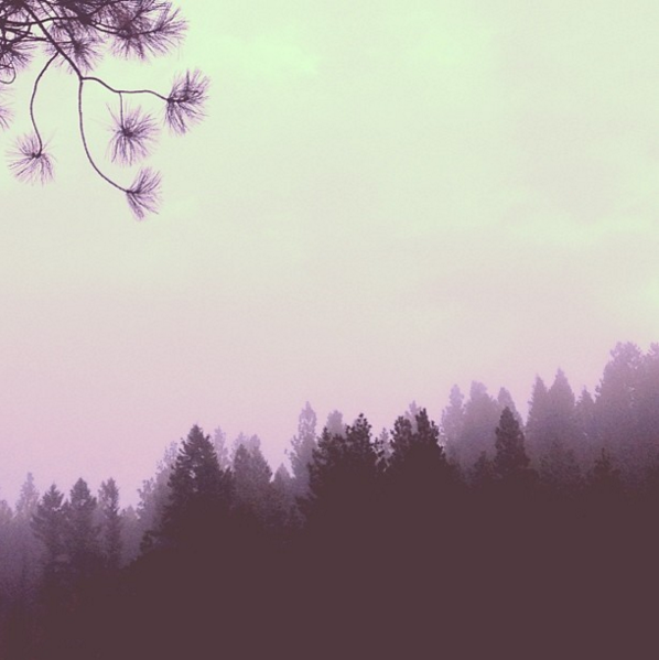 Canadian Pines