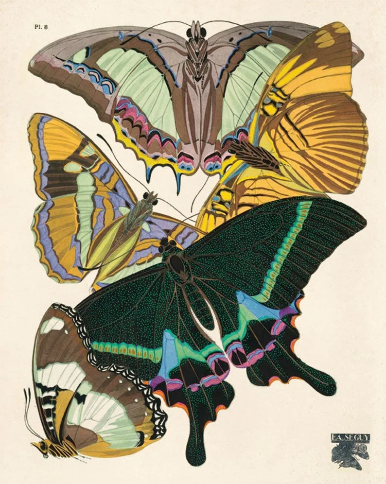 Curious Prints Vintage French Butterfly Illustration