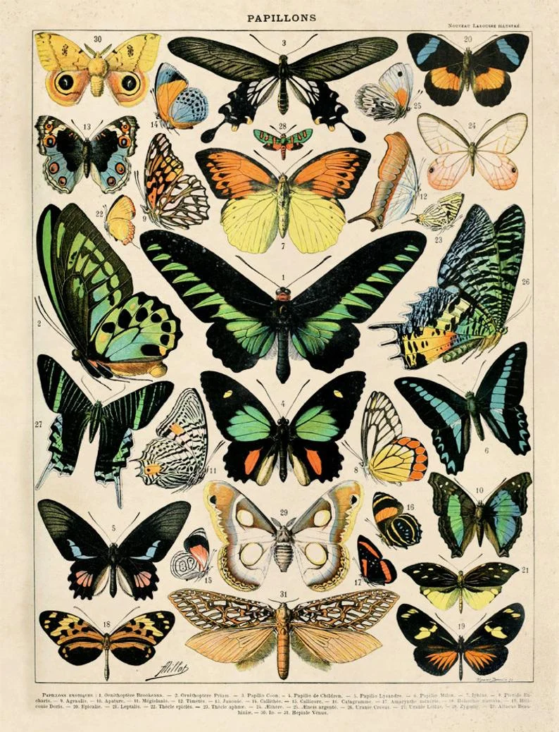 Curious Prints Vintage Hanging Butterfly Diagram