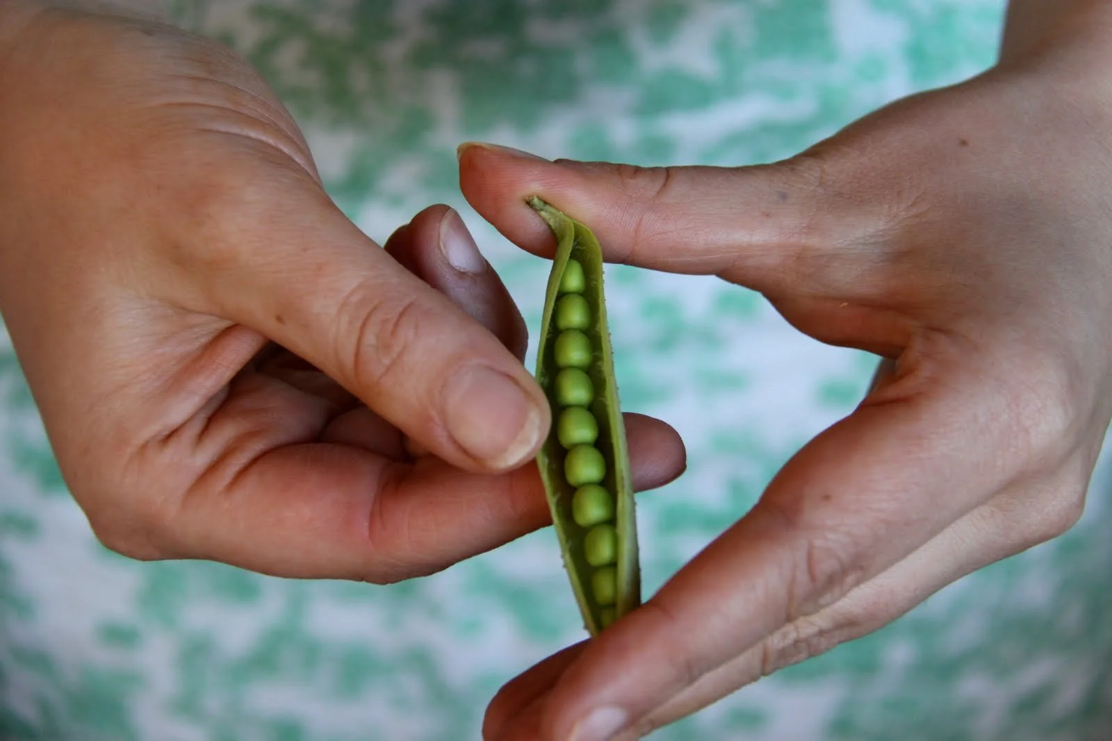 Person holding a snapped green pea pod revealing peas inside.