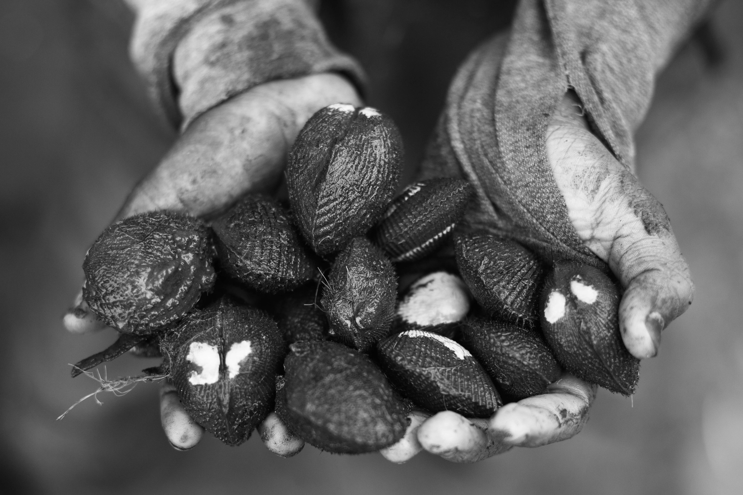  Even though black shells are a culinary delicacy in Ecuador, shell pickers are only paid 8 cents of a dollar per shell. On average, pickers will find between 50 and 100 shells in a day´s work. 2013. 