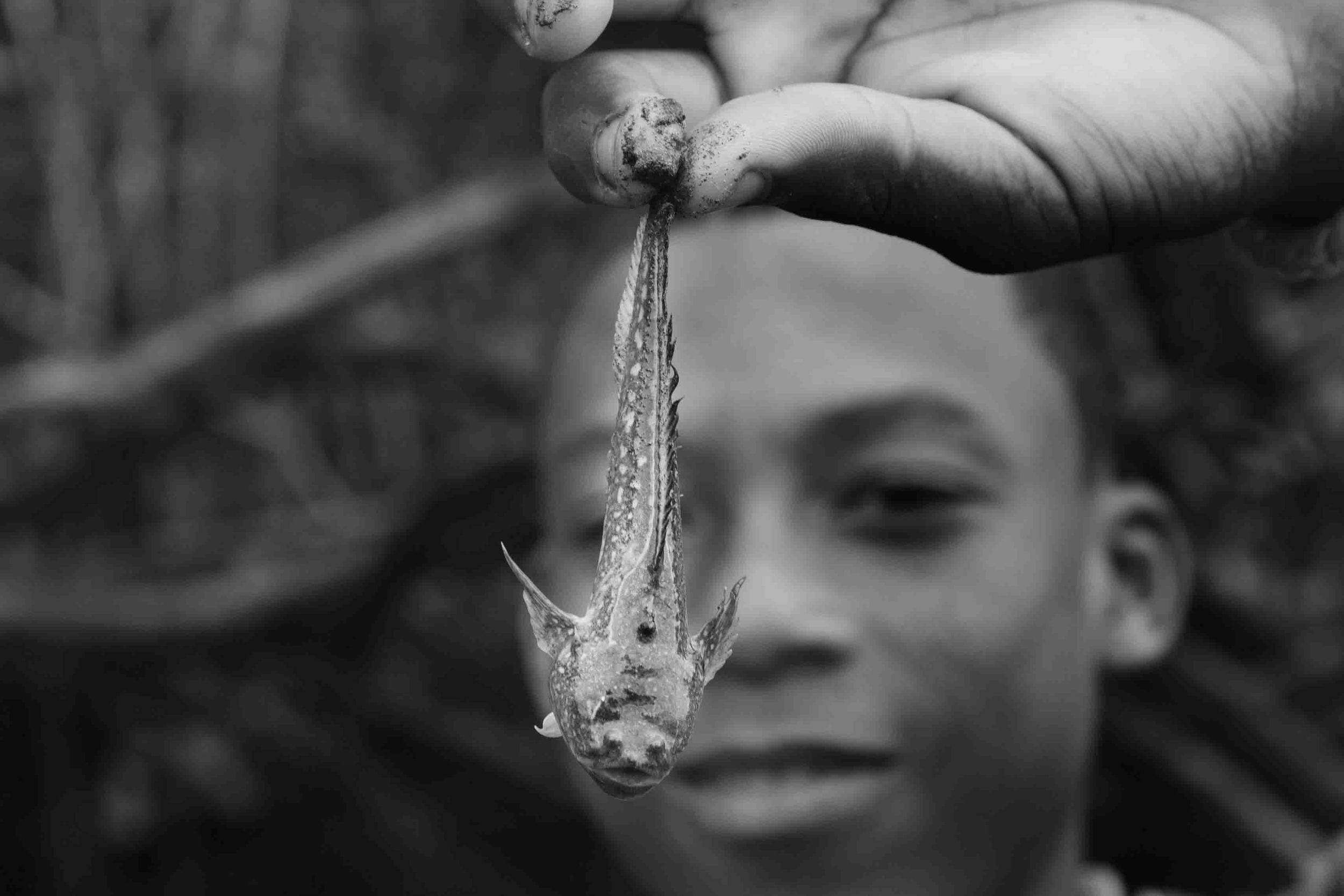Gabriel Benitez holds up a poisonous toadfish. Toadfish live in the mud where people search for shells. A toadfish sting can permanently deform a person´s hand and cause infection.