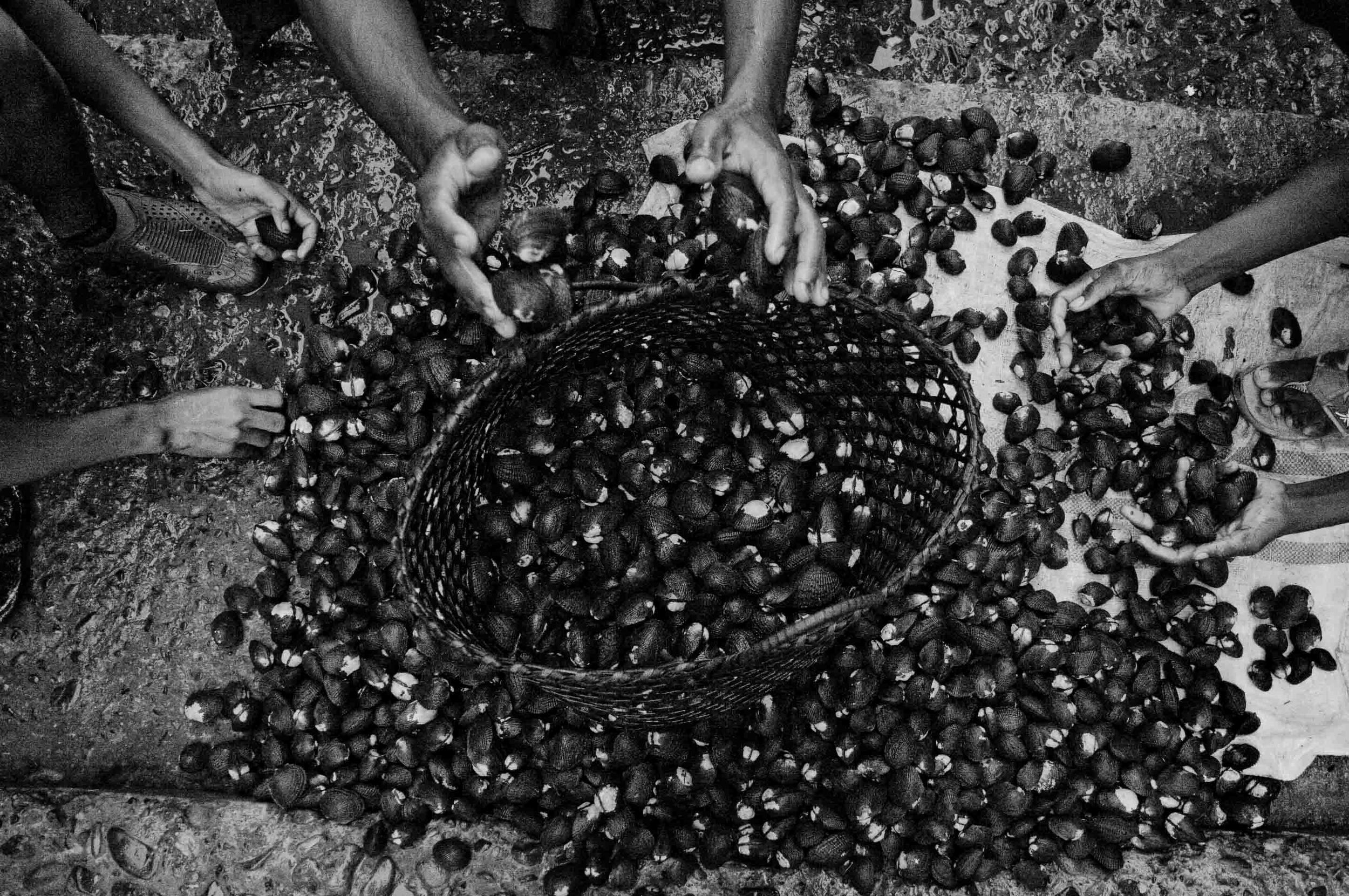  Men gather around a pile of black shells to be sold to middle men in the city of San Lorenzo and then to the rest of the country. San Lorenzo, Ecuador. 2010. 