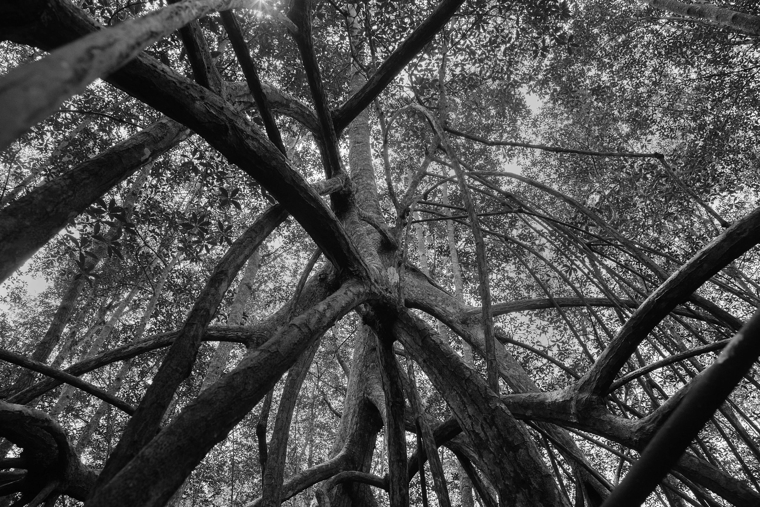 The mangroves of the Cayapas Mataje Reserve in northwestern Ecuador are the tallest in the world. Their shapes and size are breathtaking. 2014.