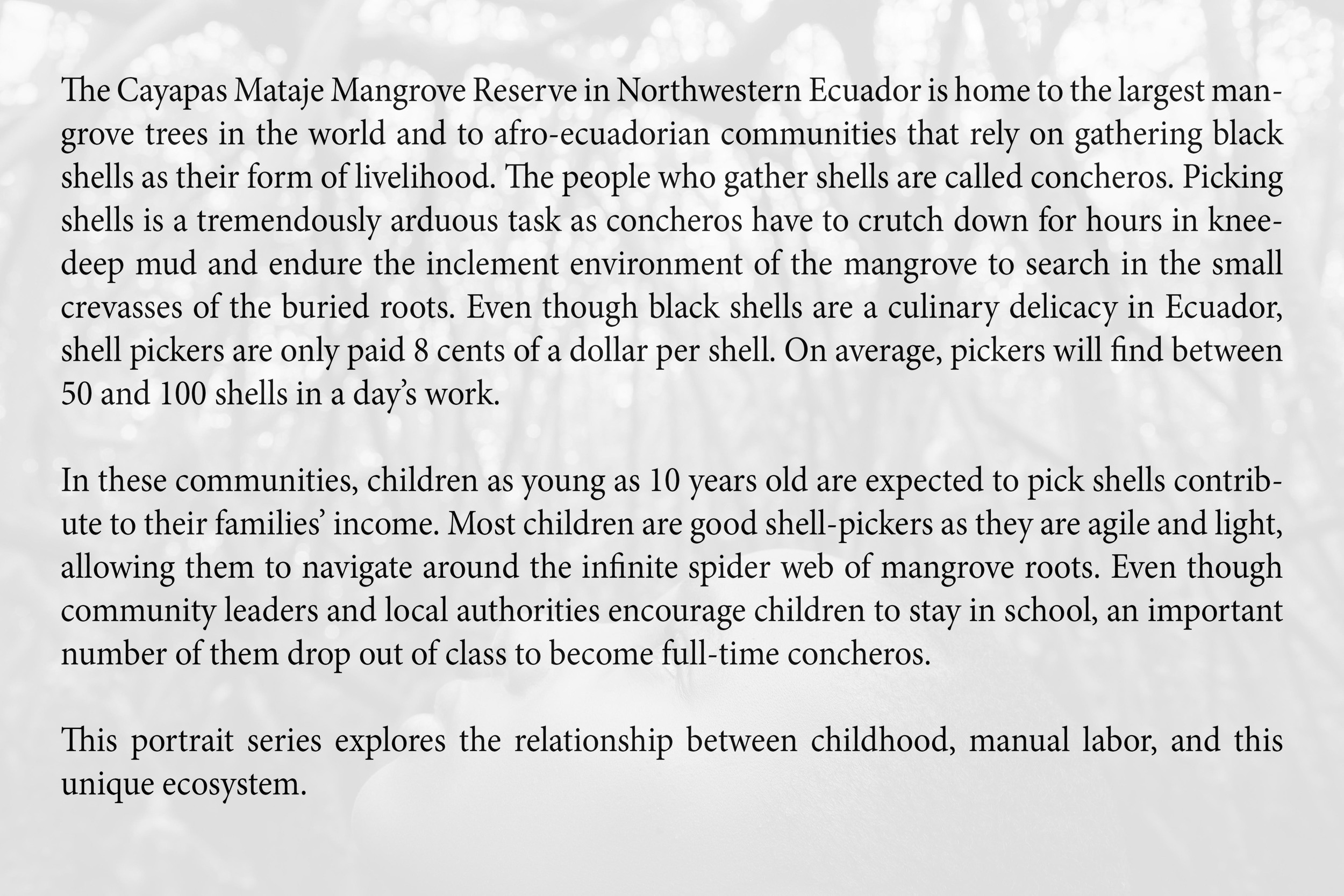 manglar-intro2.jpg