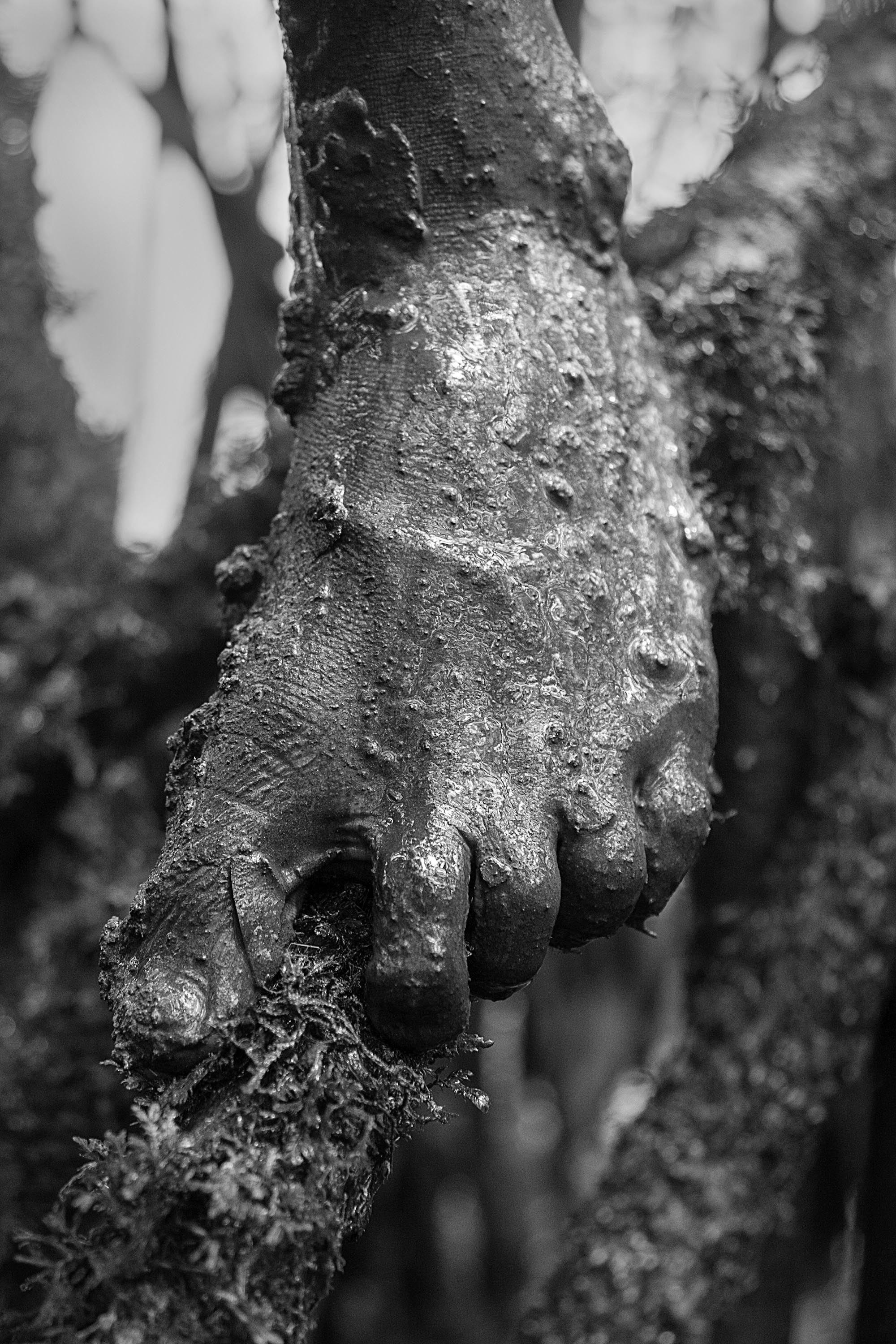  Shell pickers have traditionally worked barefoot. In the past years, however, most people use rubber boots and gloves to protect themselves from toadfish and water snakes living in the mud of the mangroves. 