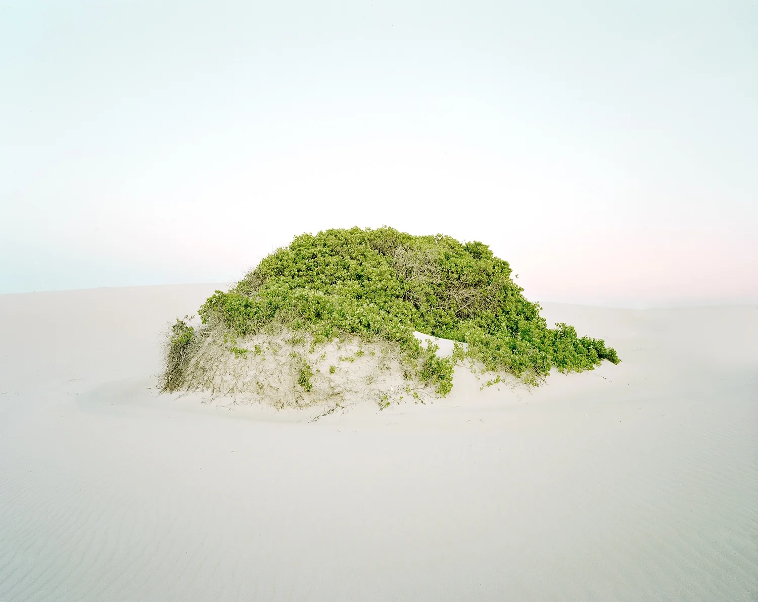 Dune #15, 2012