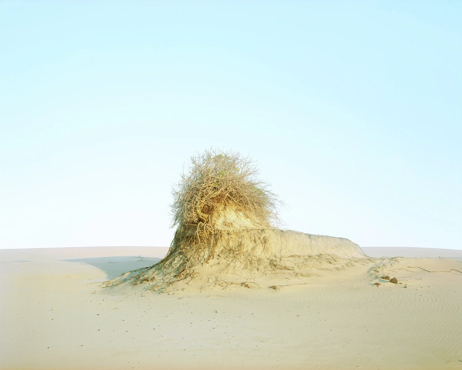 Dune #10, 2011