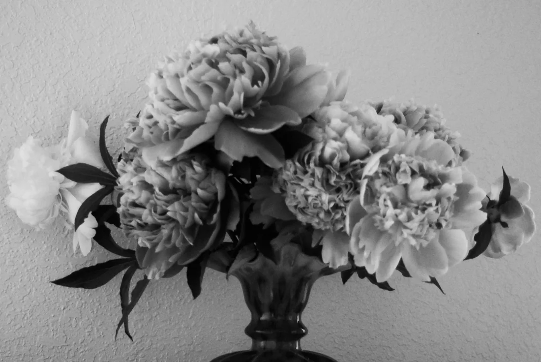 Peonie-0811.jpg