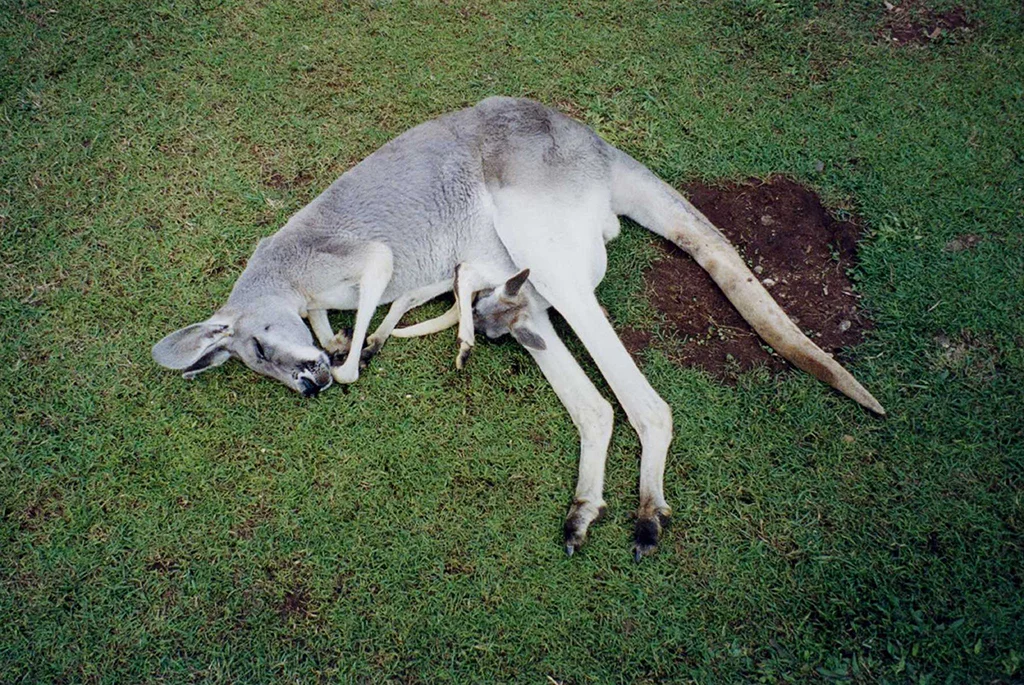 kanga.jpg