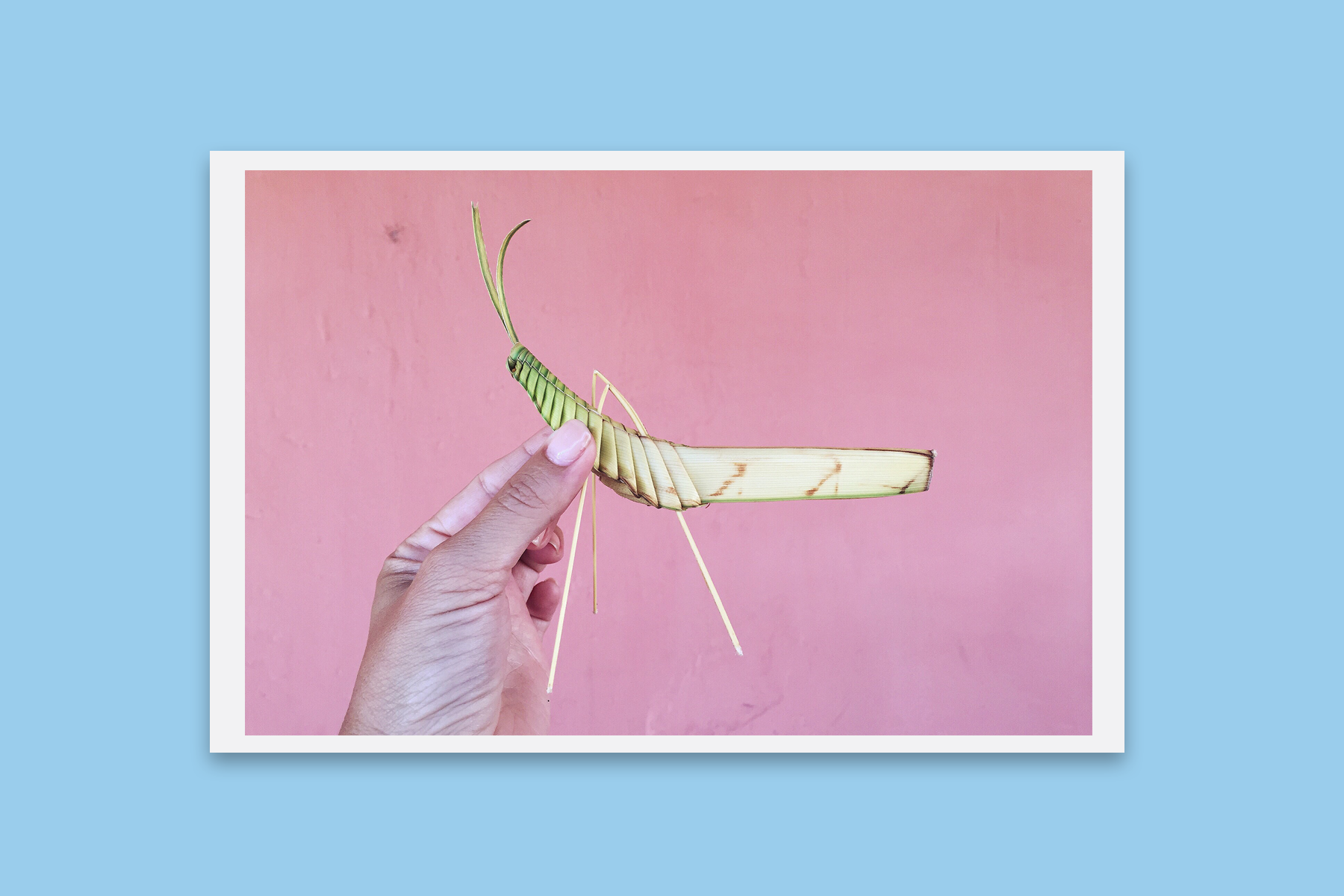 Grasshopper_shop.png