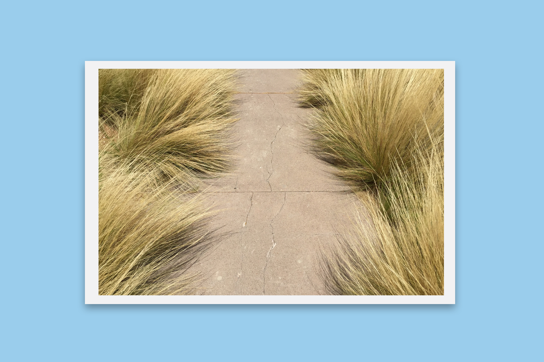 Grasswalk_shop.png