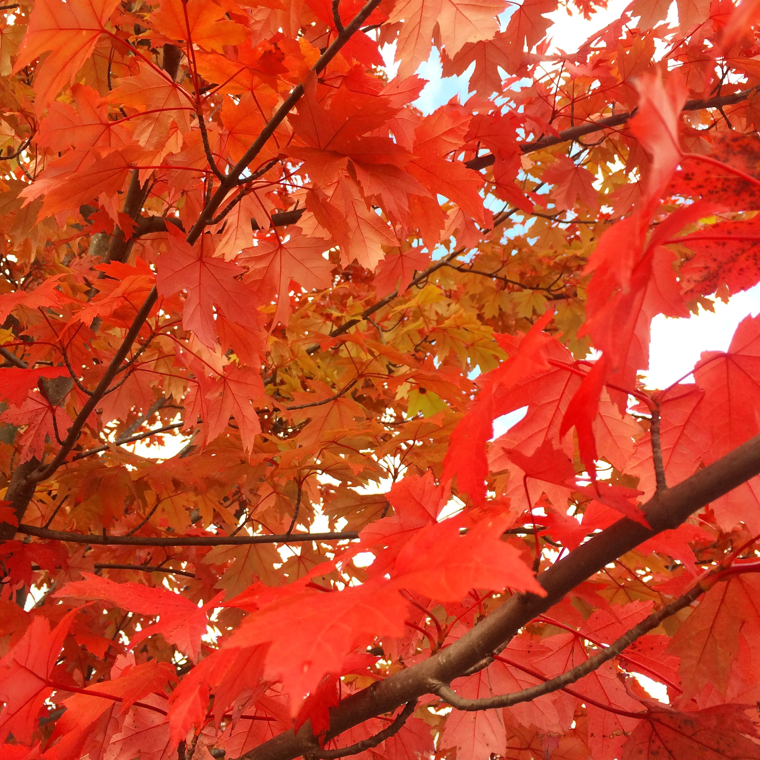 HypnoBirthing® Summer Session II 