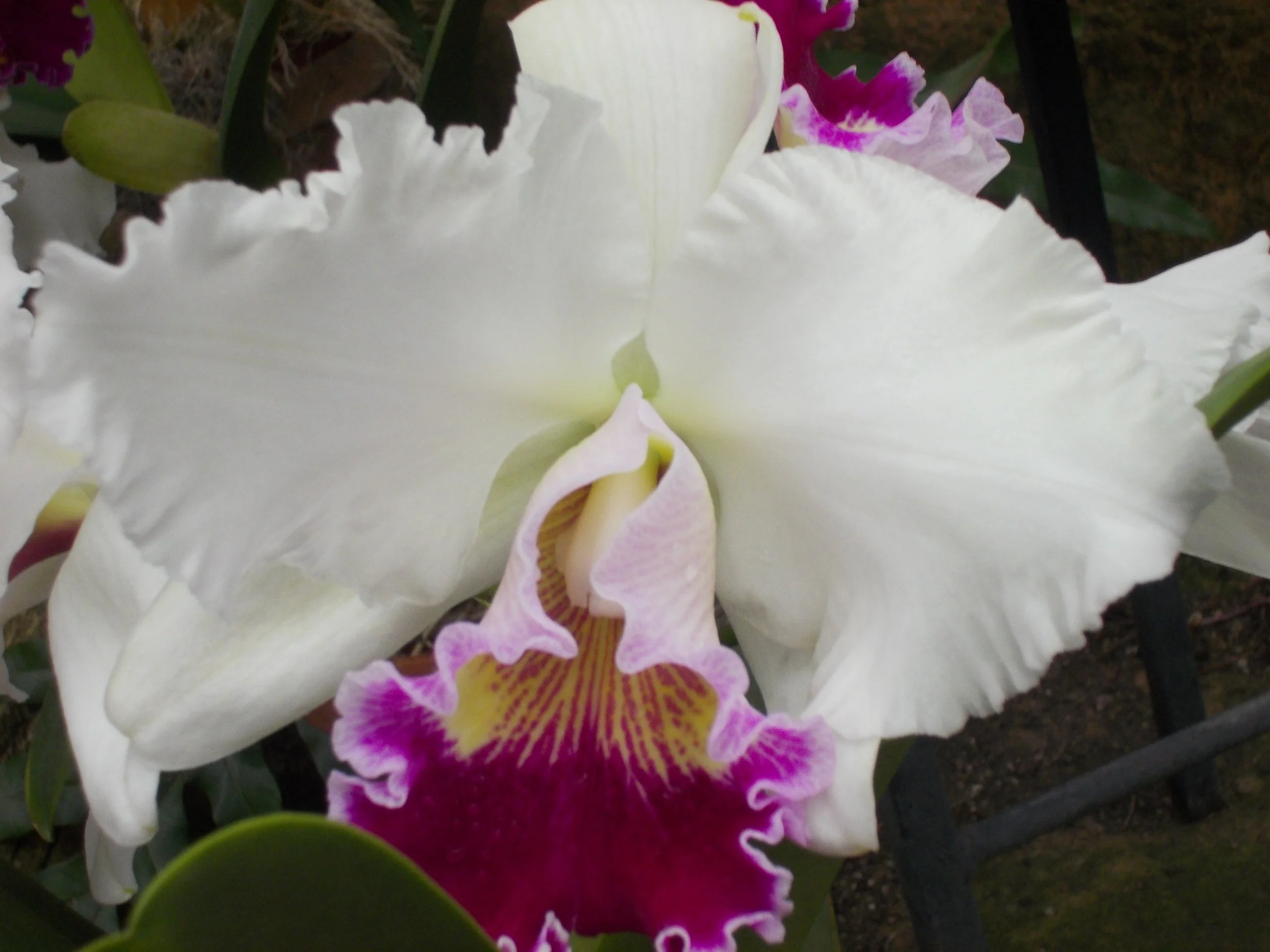 HypnoMothering® Moms to Be Class