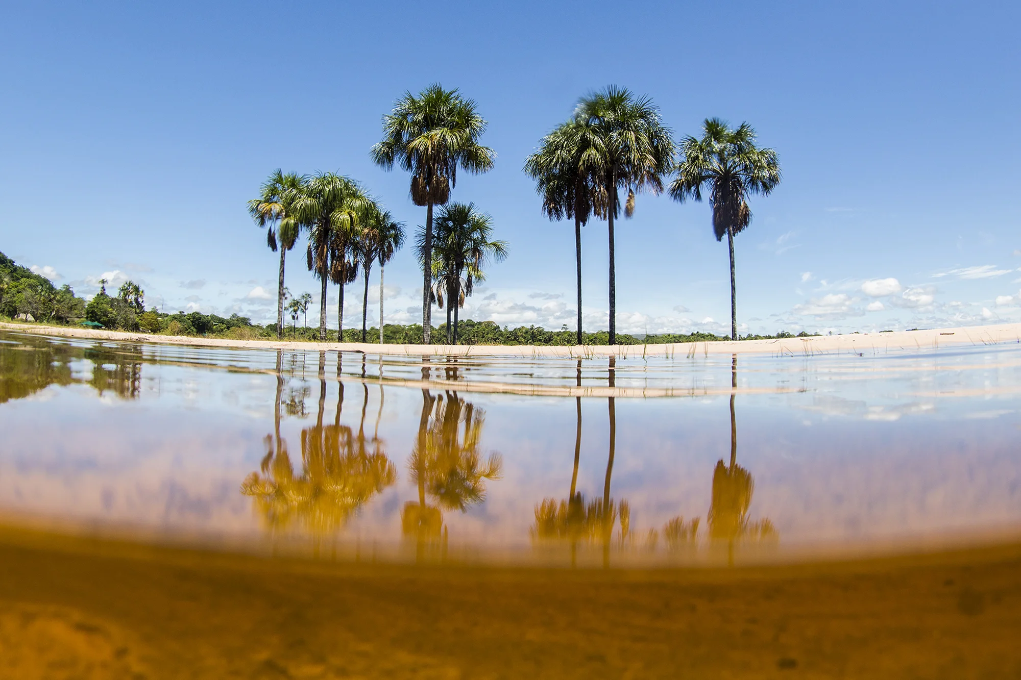 50 50 palmeras 2 copy.jpg