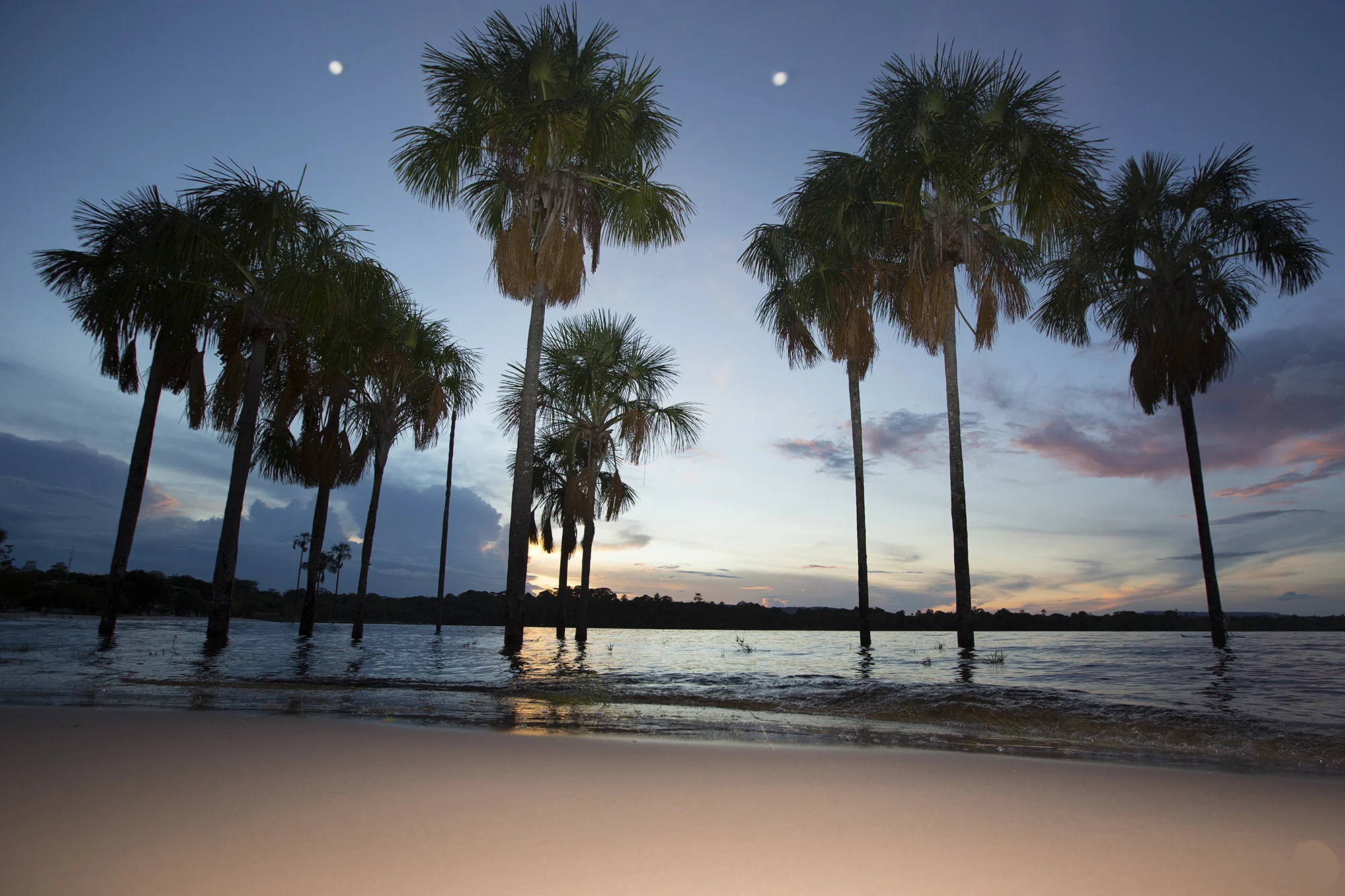 palmeras  copy.jpg