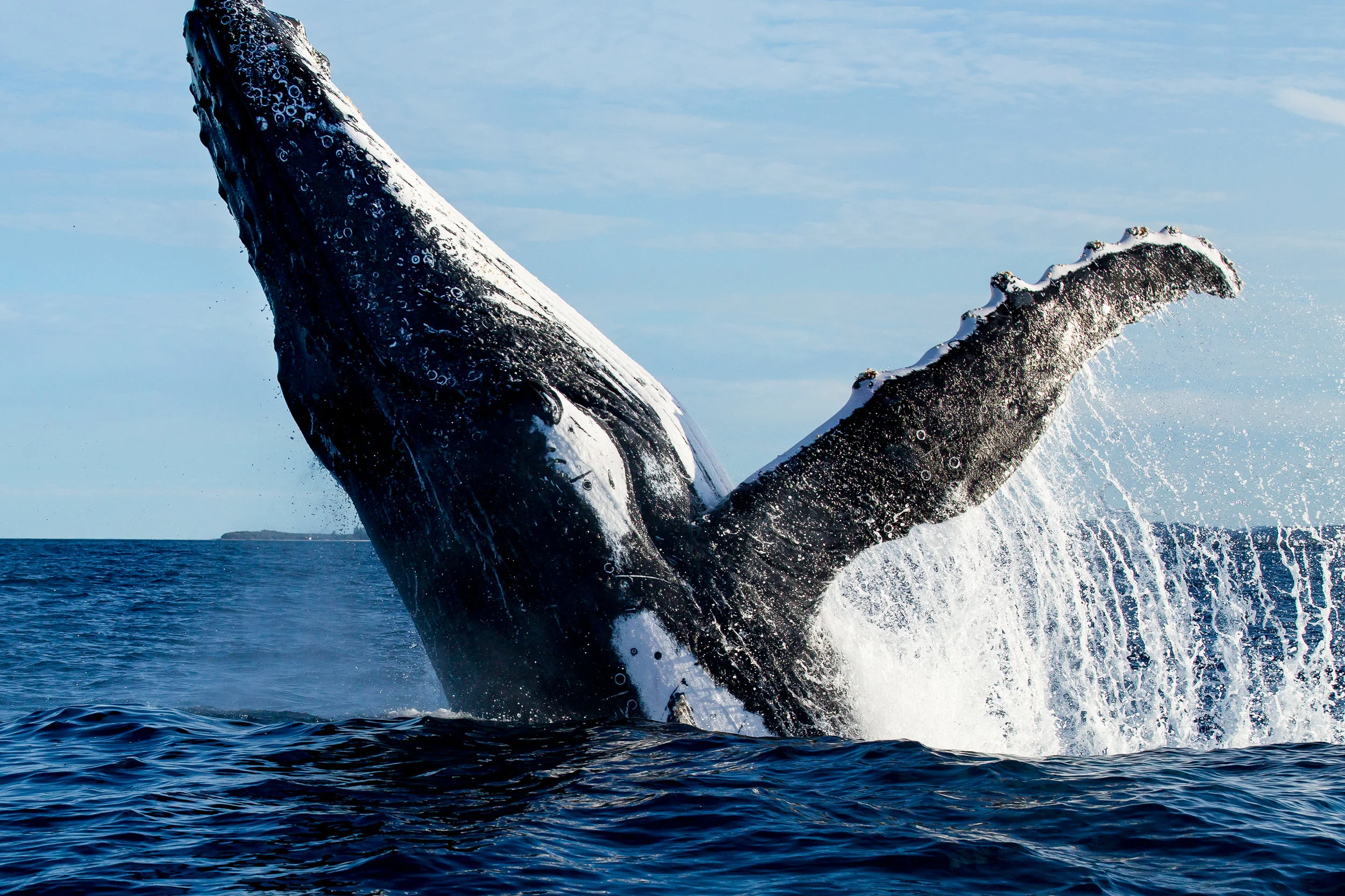 8D3A3963 whale 3.jpg