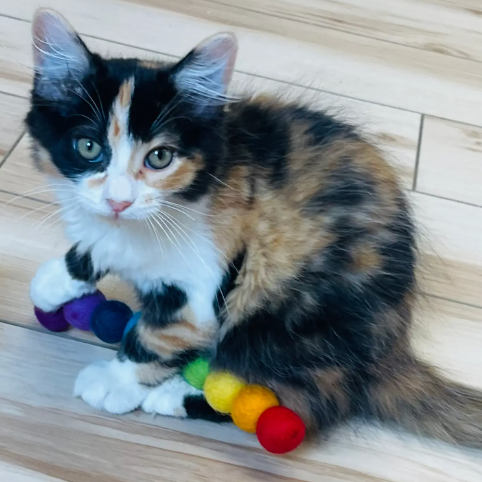 Treat your cat to the irresistible Woolly Worm felt toy—a perfect combination of soft texture and an elongated shape for a great cuddle and kicker toy.