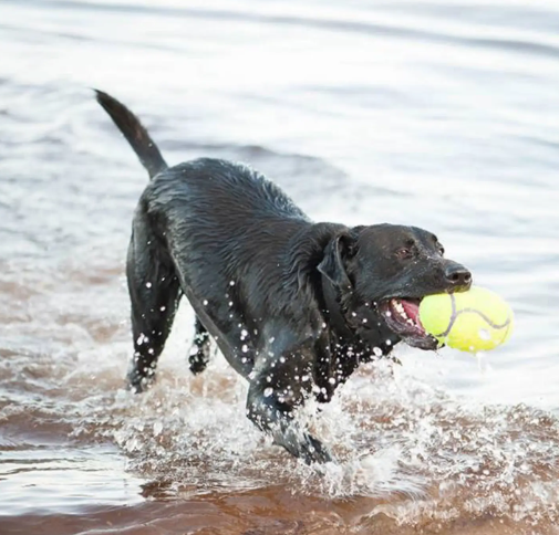 Witness pure canine happiness as a black Labrador retrieves the vibrant KONG AirDog Squeaker Football during an exhilarating water fetch adventure.