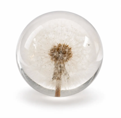 Display botanical charm with the Preserved Dandelion by Flora & Fauna, featuring a seed head encased in a clear resin sphere.