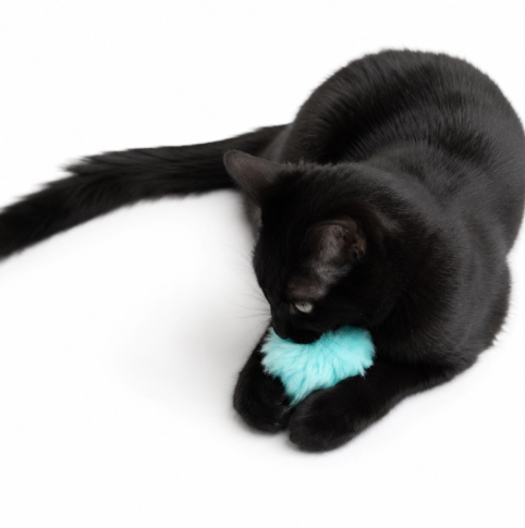 A sleek black cat delightfully playing with the bright turquoise Puffy Poof Cat Toy by Koira during an indoor session.