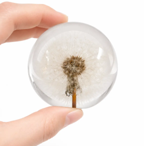 Hold the delicate Preserved Dandelion by Flora & Fauna to highlight its 2.5 inch size and intricate detail.