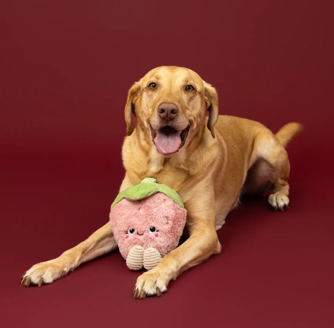 A happy golden retriever resting beside the Youre My Jam Plush Dog Toy by Petshop by Fringe Studio during a studio photo session.