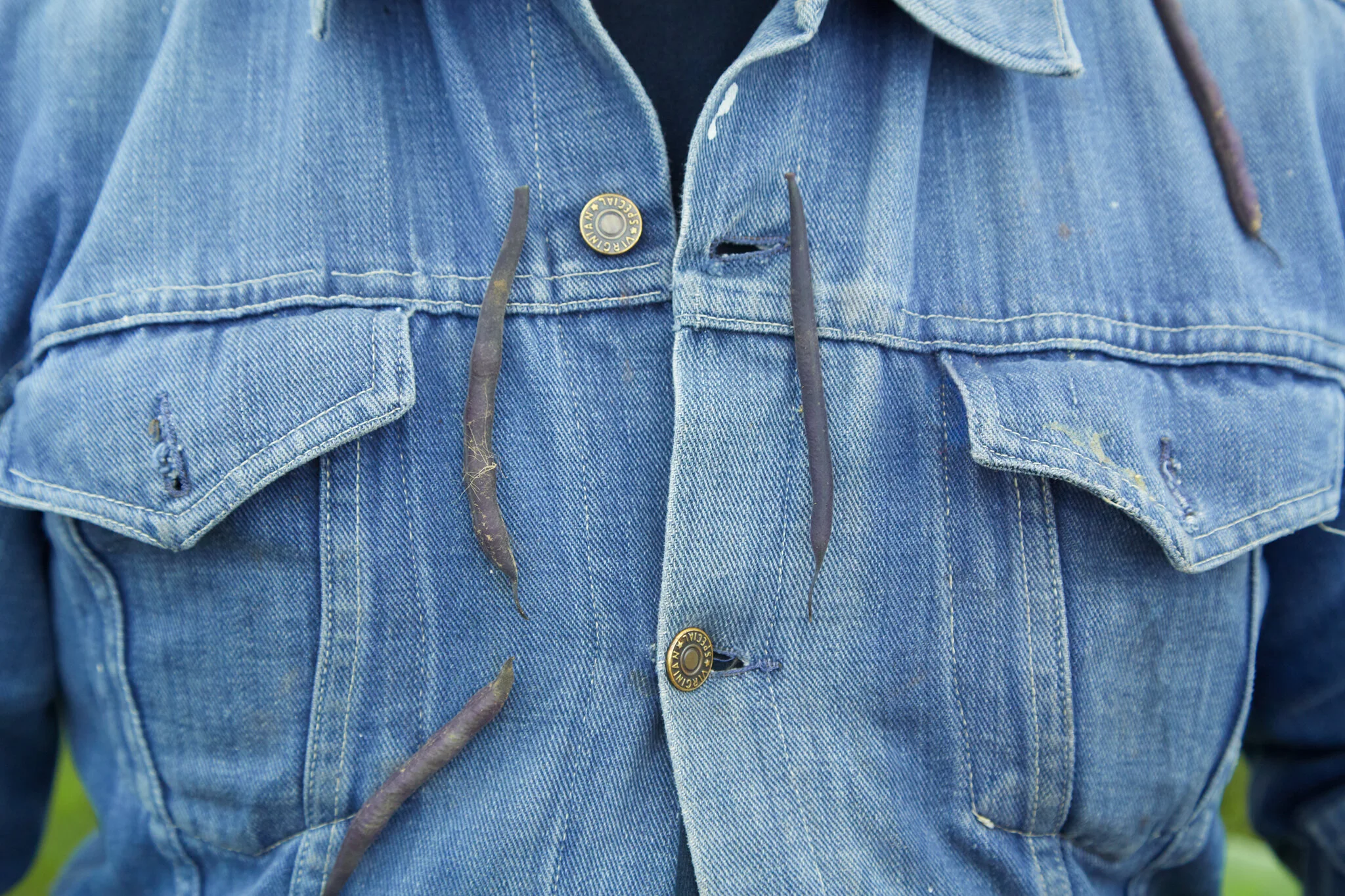 Don’t try this at your local supermarket! Fresh beans stick straight to your clothes. Store brought does not.